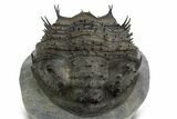 Insane, Spiny, Undescribed Scabrella Trilobite - Morocco #328620-6